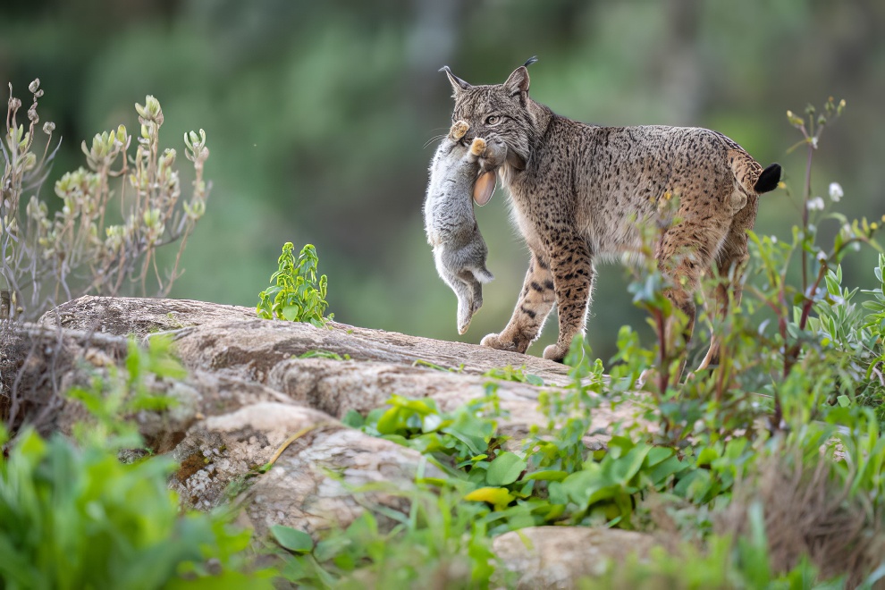 Gdt European Nature Photographer Award Winners 2024 20 1080