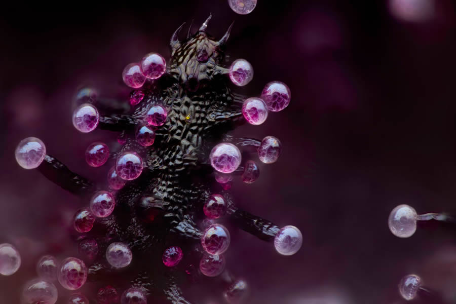 Nikon Photomicrography Competition Winners 03