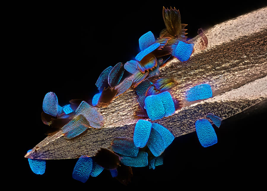 Nikon Photomicrography Competition Winners 12