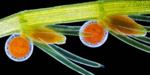 Nikon Photomicrography Competition Winners 17