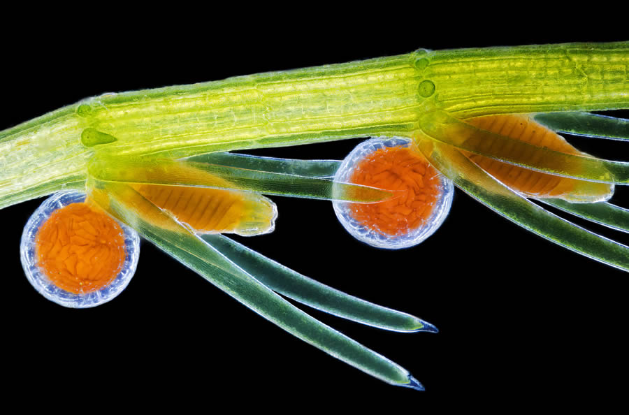 Spectacular Winners of the 2024 Nikon Small World Photomicrography Competitors – Design You Belief — Design Each day Since 2007