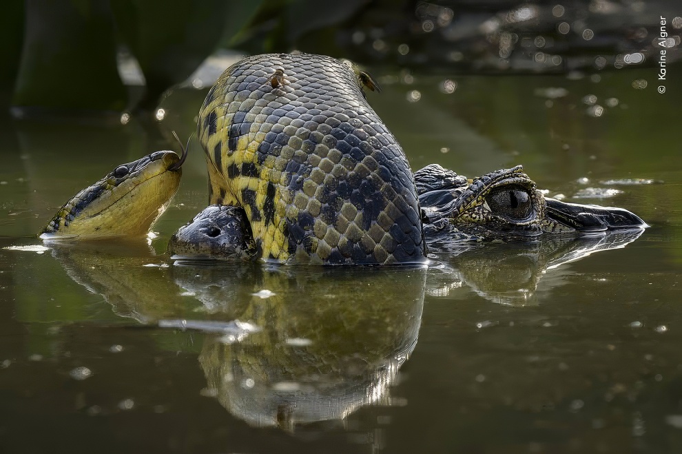 Wildlife Photographer Of The Year 2024 Winners 02 Topaz Upscale 990w