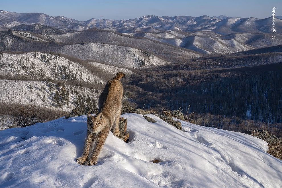 Wildlife Photographer Of The Year 2024 Winners 03 Topaz Upscale 990w