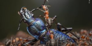 Wildlife Photographer Of The Year 2024 Winners 05 Topaz Upscale 990w