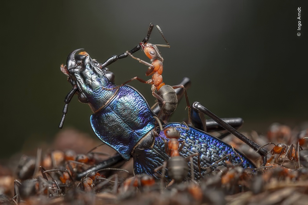 Wildlife Photographer Of The Year 2024 Winners 05 Topaz Upscale 990w