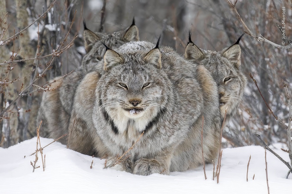 Wildlife Photographer Of The Year 2024 Winners 06 Topaz Upscale 990w