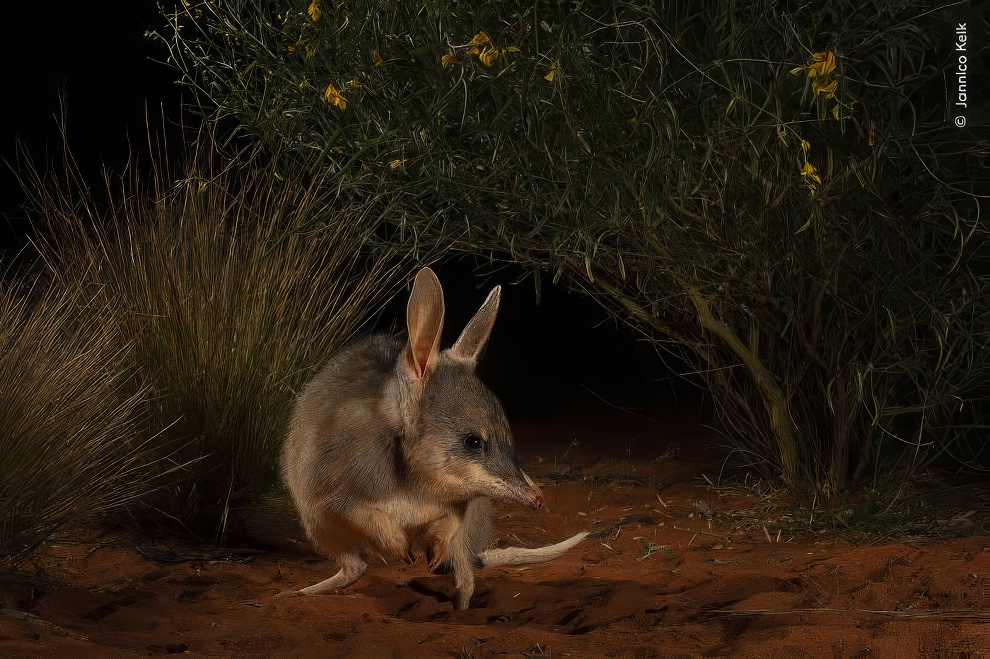 Wildlife Photographer Of The Year 2024 Winners 10 Topaz Upscale 990w