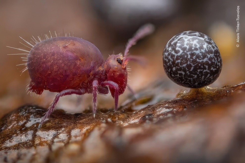 Wildlife Photographer Of The Year 2024 Winners 14 Topaz Upscale 990w