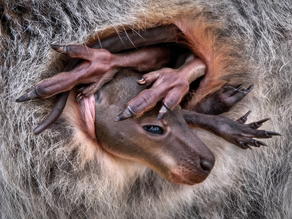 Close Up Photographer Of The Year Shortlists 2024 02 