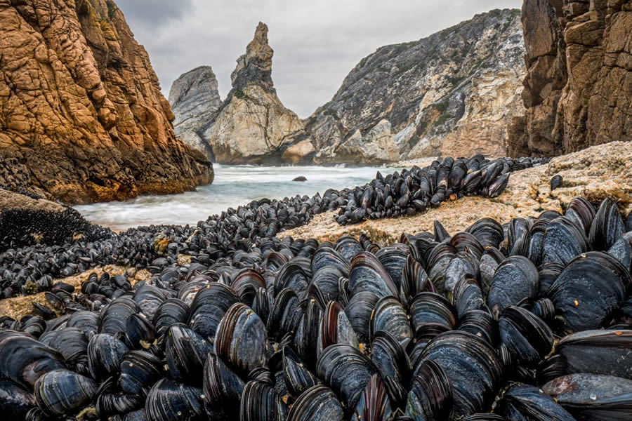 European Nature Photography Awards Macro Fungi 05