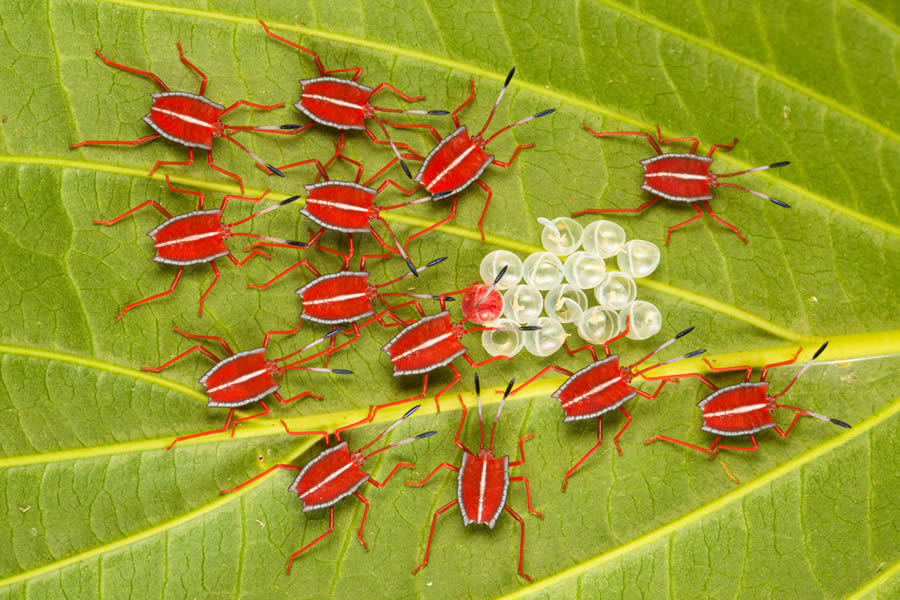 European Nature Photography Awards Macro Fungi 07