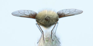 European Nature Photography Awards Macro Fungi 08