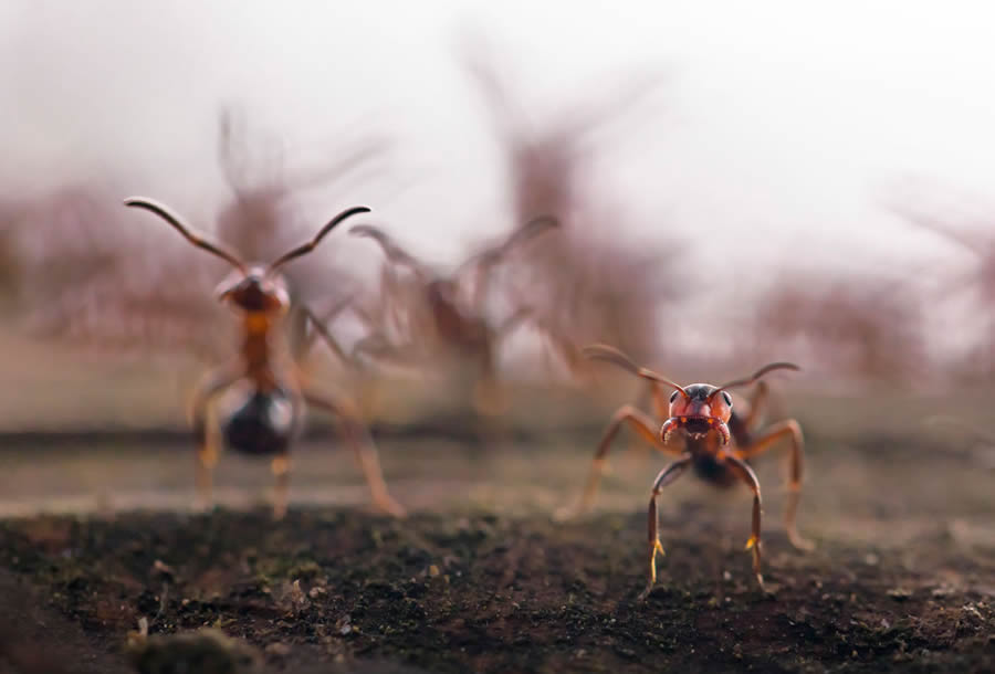 European Nature Photography Awards Macro Fungi 09