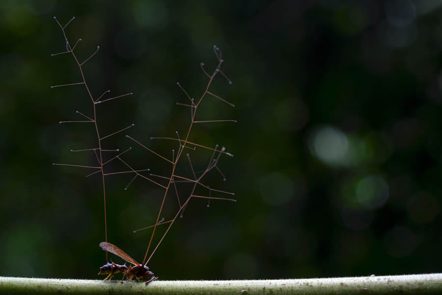 European Nature Photography Awards Macro Fungi 18