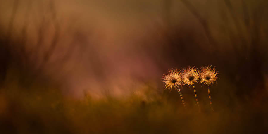 European Nature Photography Awards Macro Fungi 19