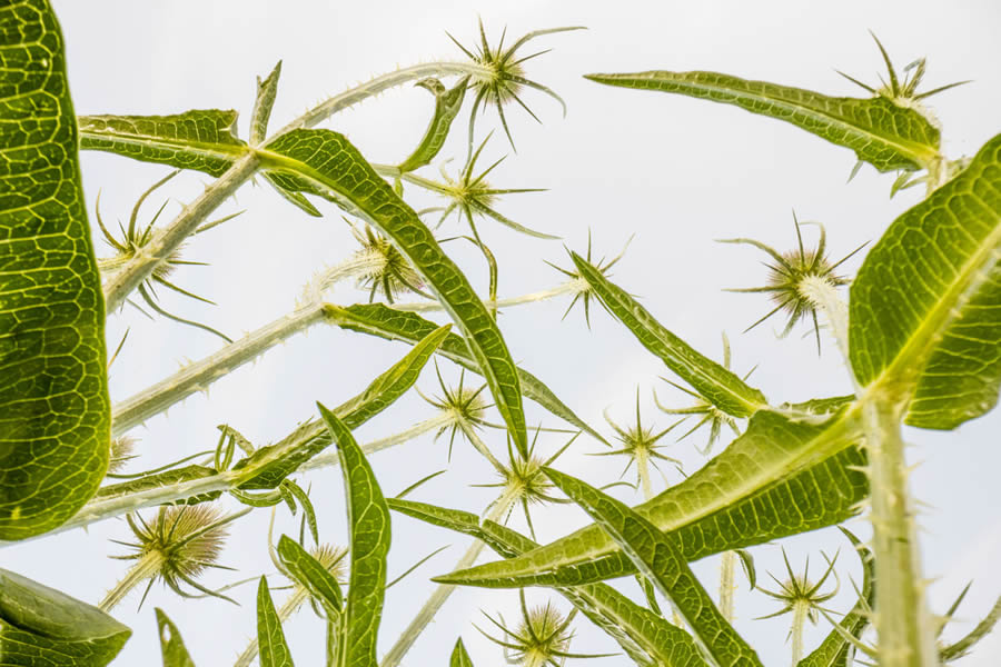 European Nature Photography Awards Macro Fungi 20