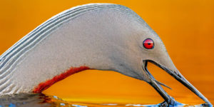 Nbp Bird International Awards 2024 07
