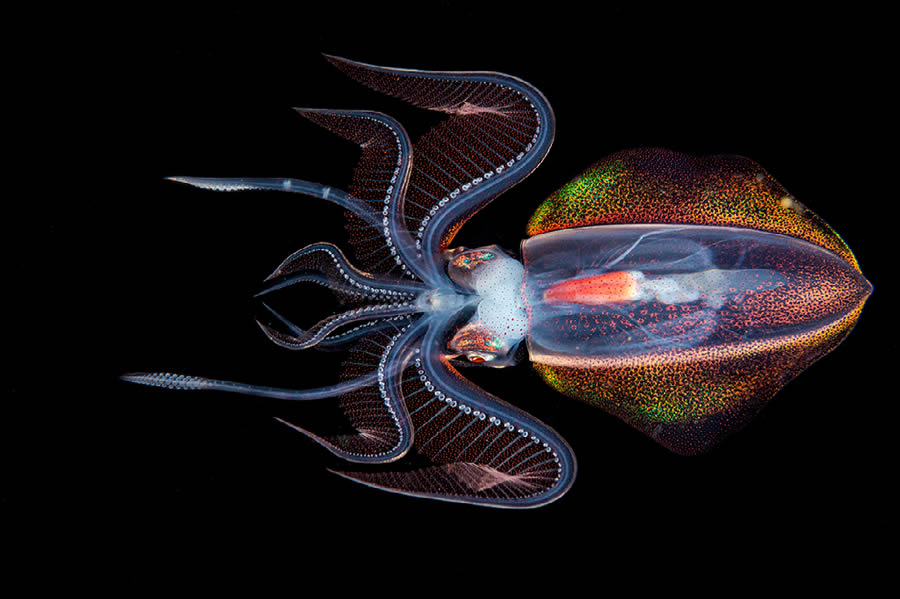 Superb Successful Photographs Of The The 2024 Nature’s Finest Images Awards – Design You Belief — Design Each day Since 2007