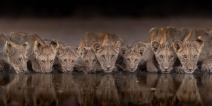 Nbp Wildlife International Awards 2024 03
