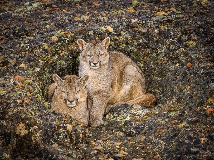 Nbp Wildlife International Awards 2024 07