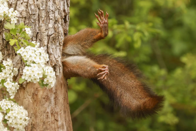 Comedy Wildlife Winners 2024 01