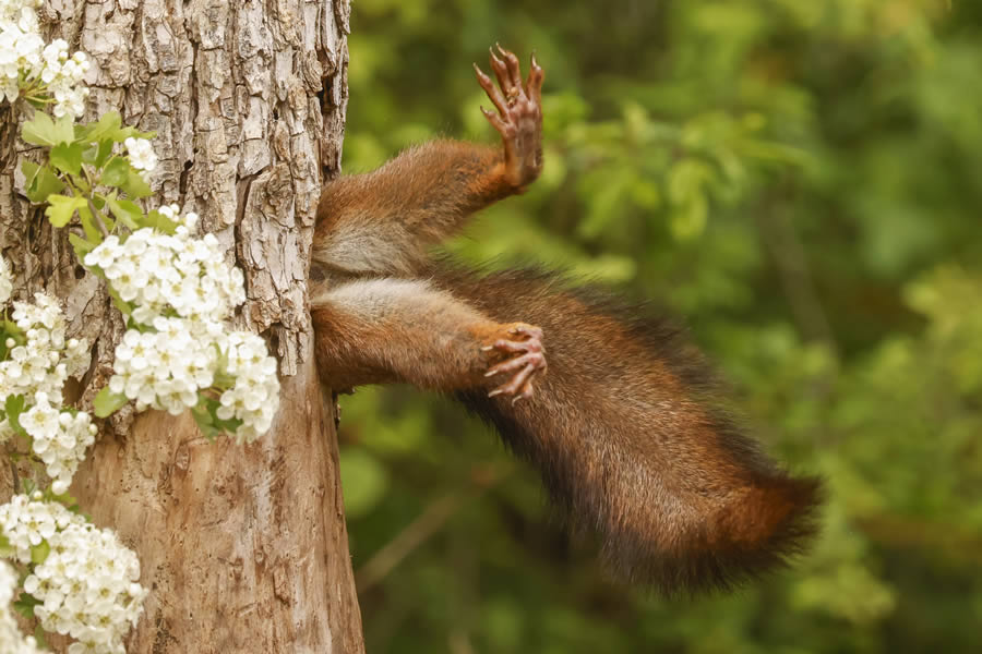 Comedy Wildlife Winners 2024 01