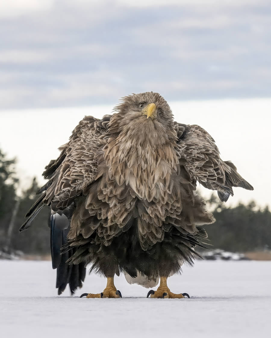 Comedy Wildlife Winners 2024 08