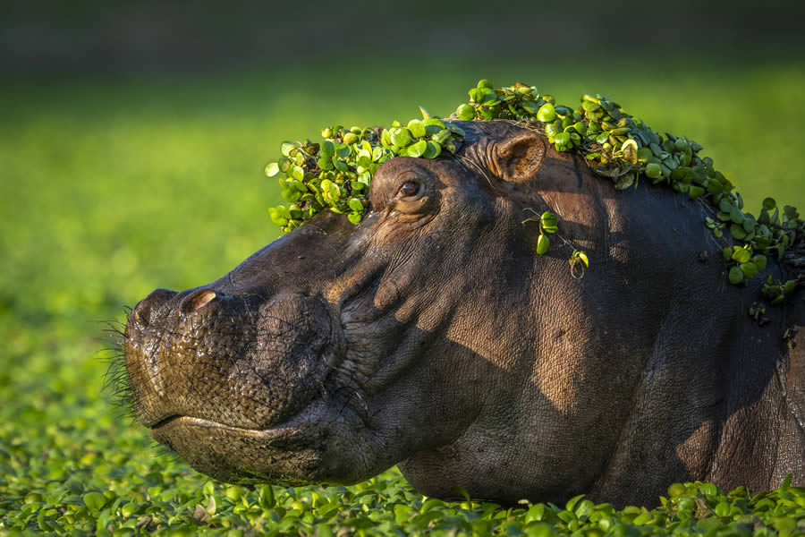 Comedy Wildlife Winners 2024 15