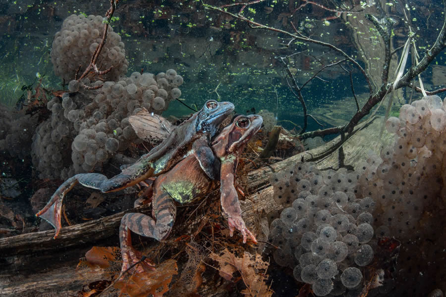 European Wildlife Photography Awards 2024 02