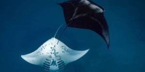 European Wildlife Photography Awards 2024 07