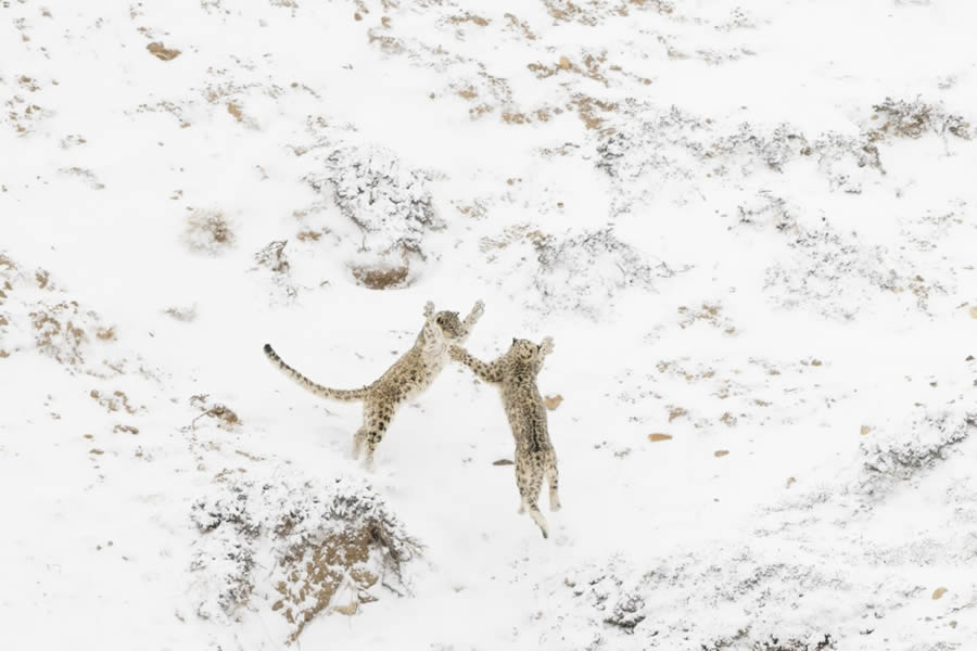 Nature Photographer Of The Year 2024 Winners 01