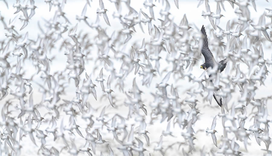 Nature Photographer Of The Year 2024 Winners 03