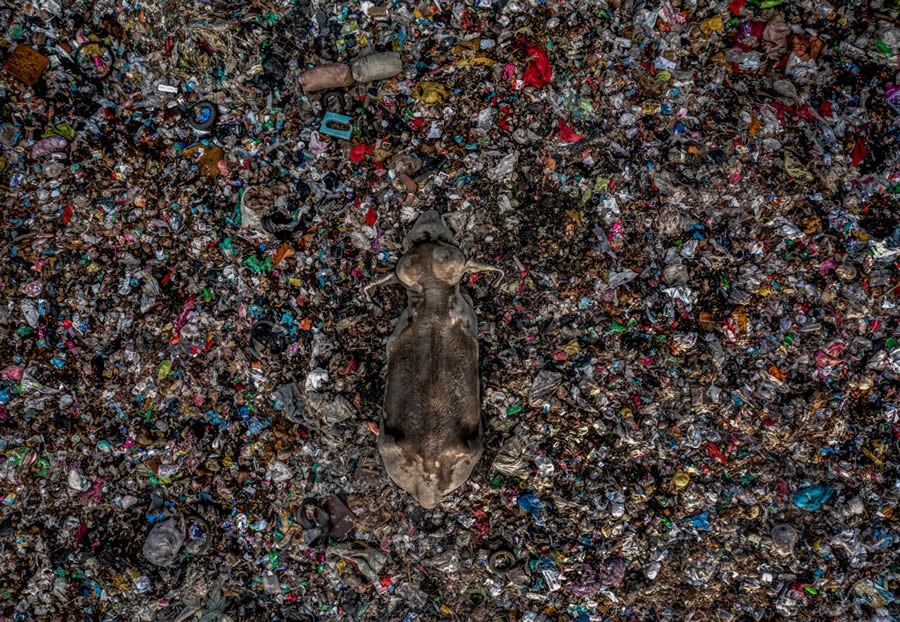 Nature Photographer Of The Year 2024 Winners 17