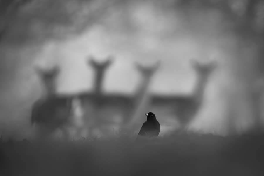 Nature Photographer Of The Year 2024 Winners 19