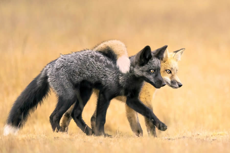 Nature Photographer Of The Year 2024 Winners 20