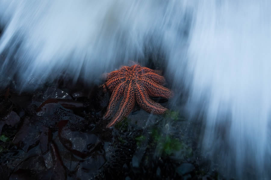 Nature Photographer Of The Year 2024 Winners 24