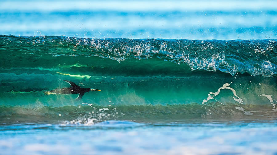 Nature Photographer Of The Year Birds Animals 04