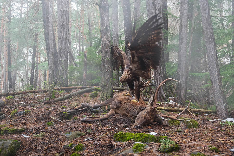 Nature Photographer Of The Year Birds Animals 05