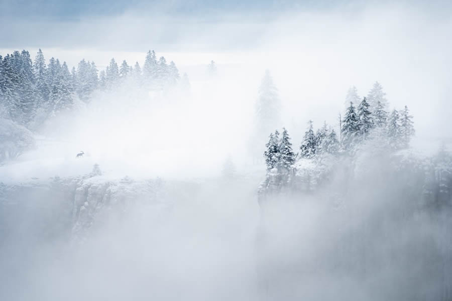 Nature Photographer Of The Year Birds Animals 09