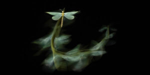 Nature Photographer Of The Year Birds Animals 13
