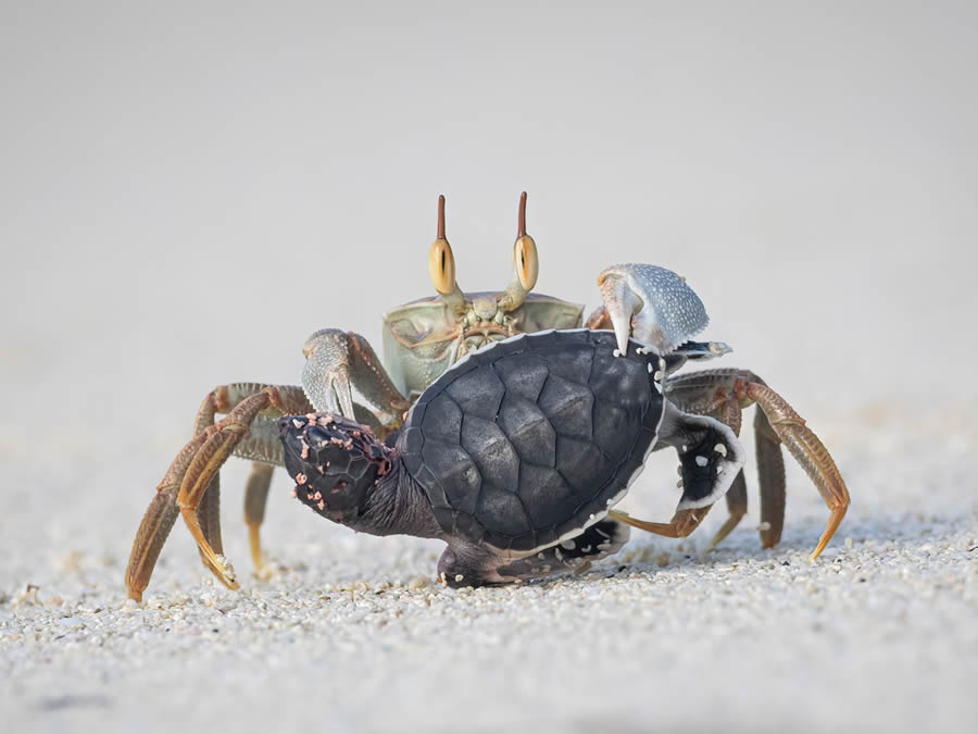 Nature Photographer Of The Year Birds Animals 15