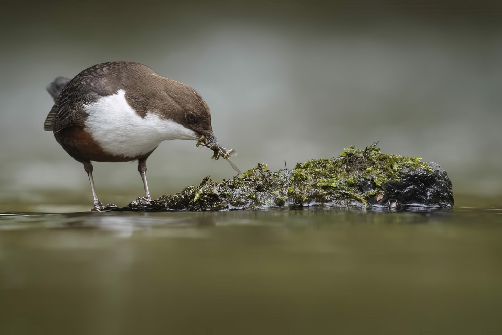 1839 Wildlife Photography Awards Winners 13