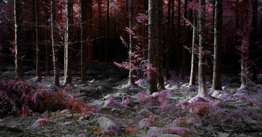 Life In Another Light Infrared Photo Contest 2024 Winners 03