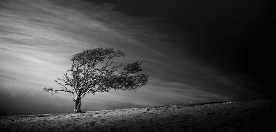 Life In Another Light Infrared Photo Contest 2024 Winners 09