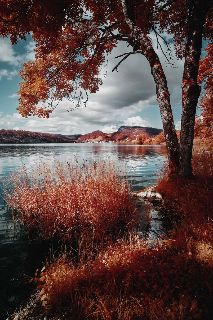 Life In Another Light Infrared Photo Contest 2024 Winners 11