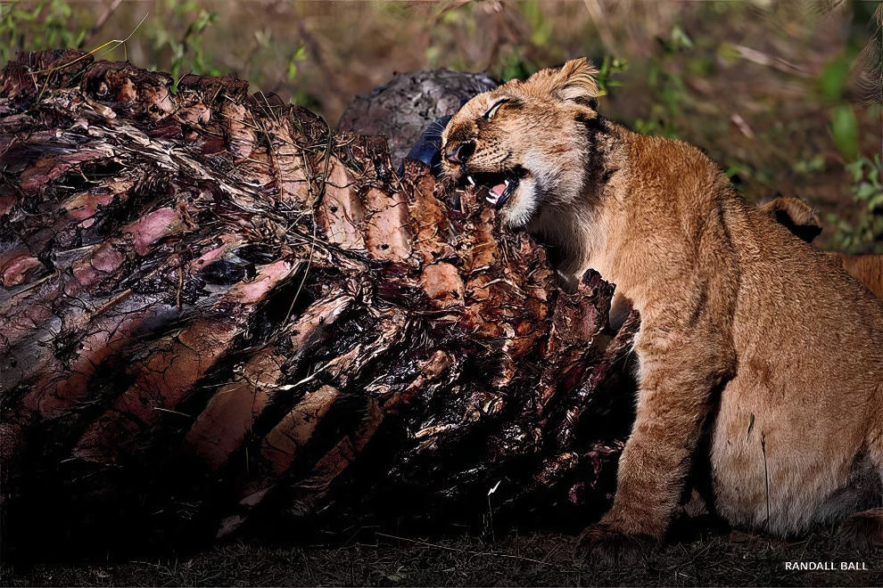 National Wildlife Contest Winners 2024 03