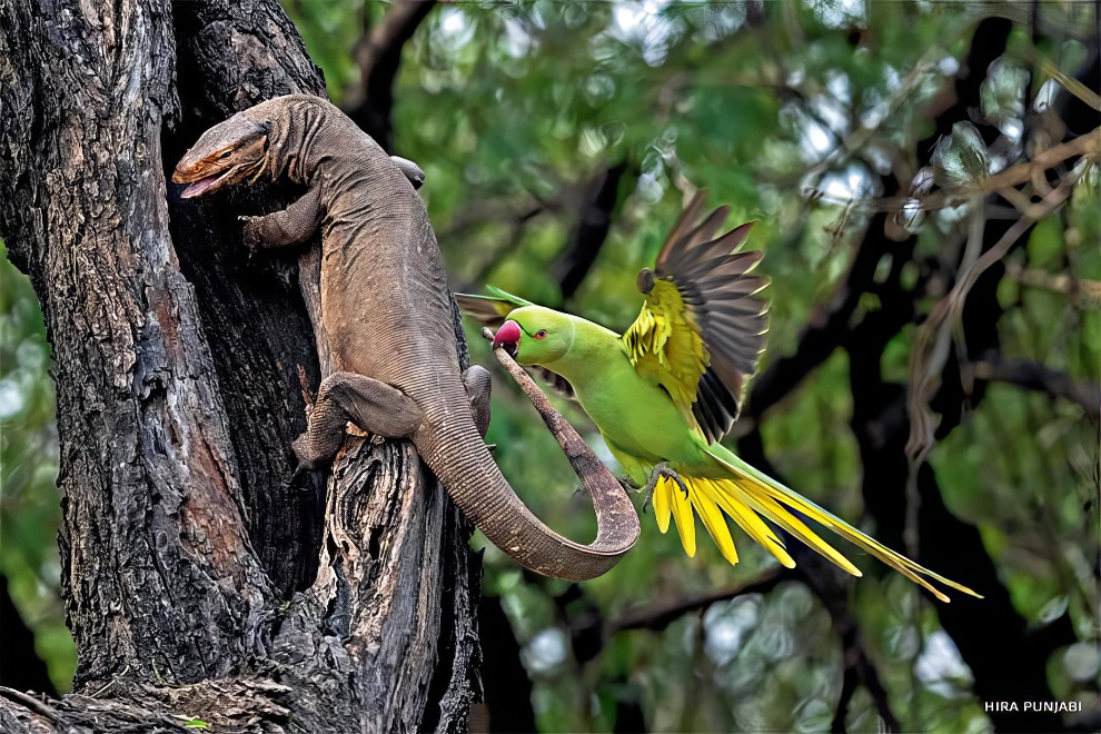 National Wildlife Contest Winners 2024 05