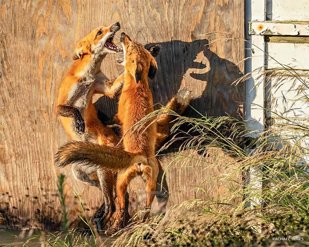 National Wildlife Contest Winners 2024 08