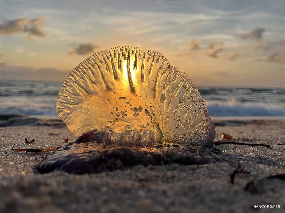 National Wildlife Contest Winners 2024 11