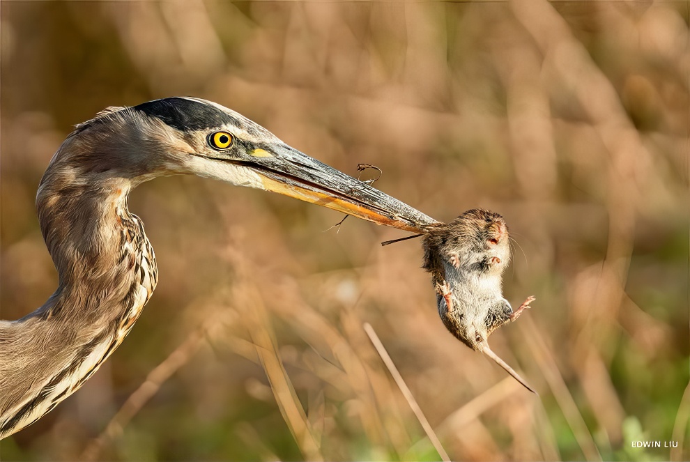 National Wildlife Contest Winners 2024 17